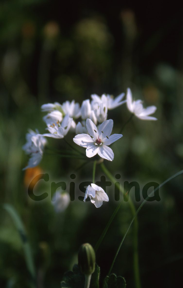 Allium neapolitanum